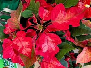 poinsettia