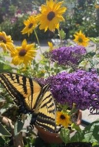 Butterfly Bush