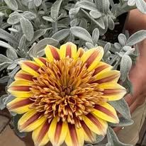 silver leaf gazania.jpg