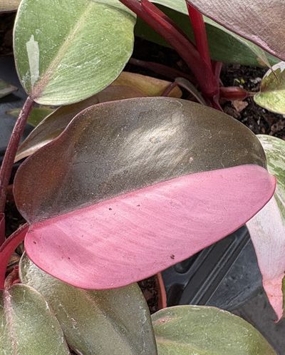 Pink Princess Philodendron 