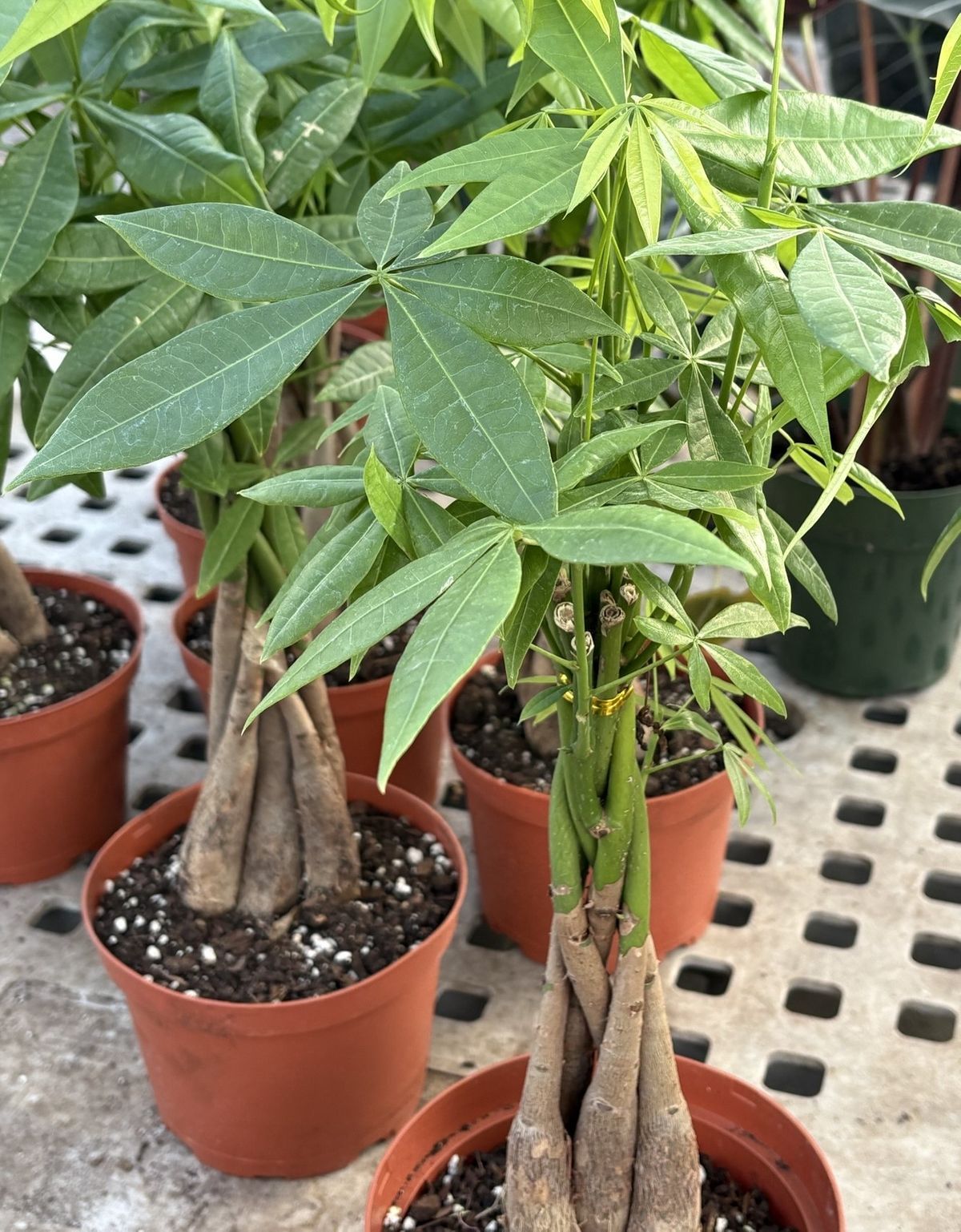 Money Tree