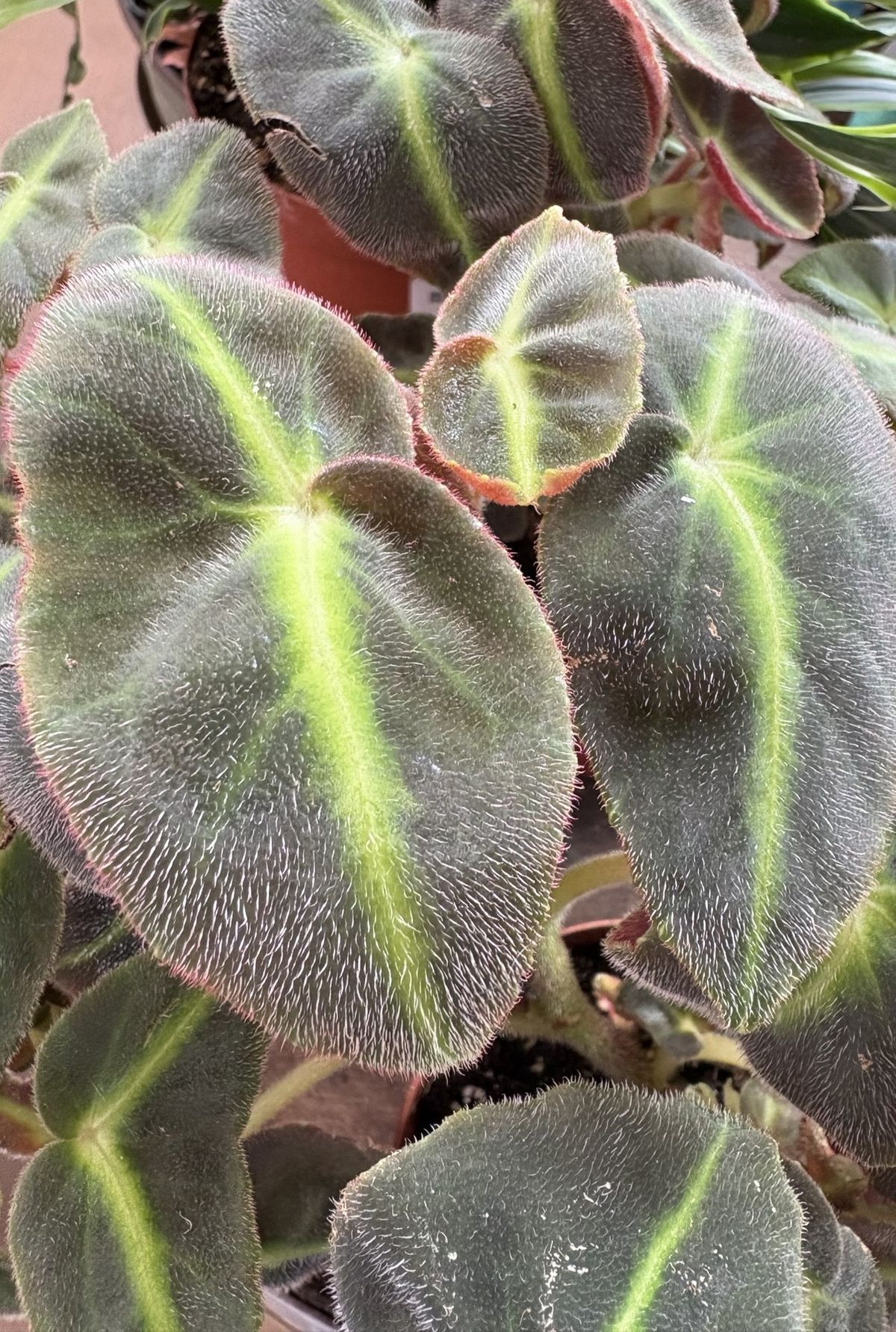 Striped Begonia