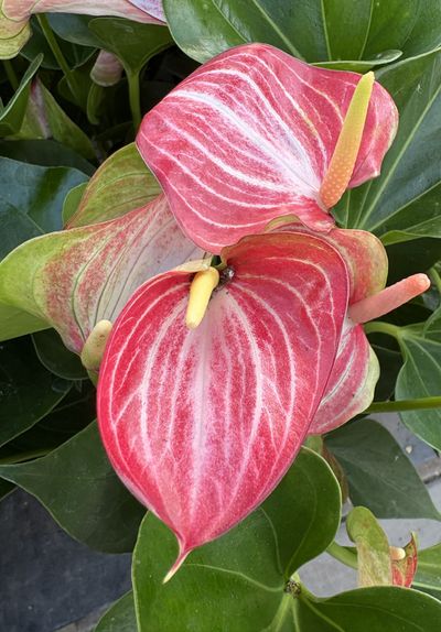 Flamingo Flower Anthurium