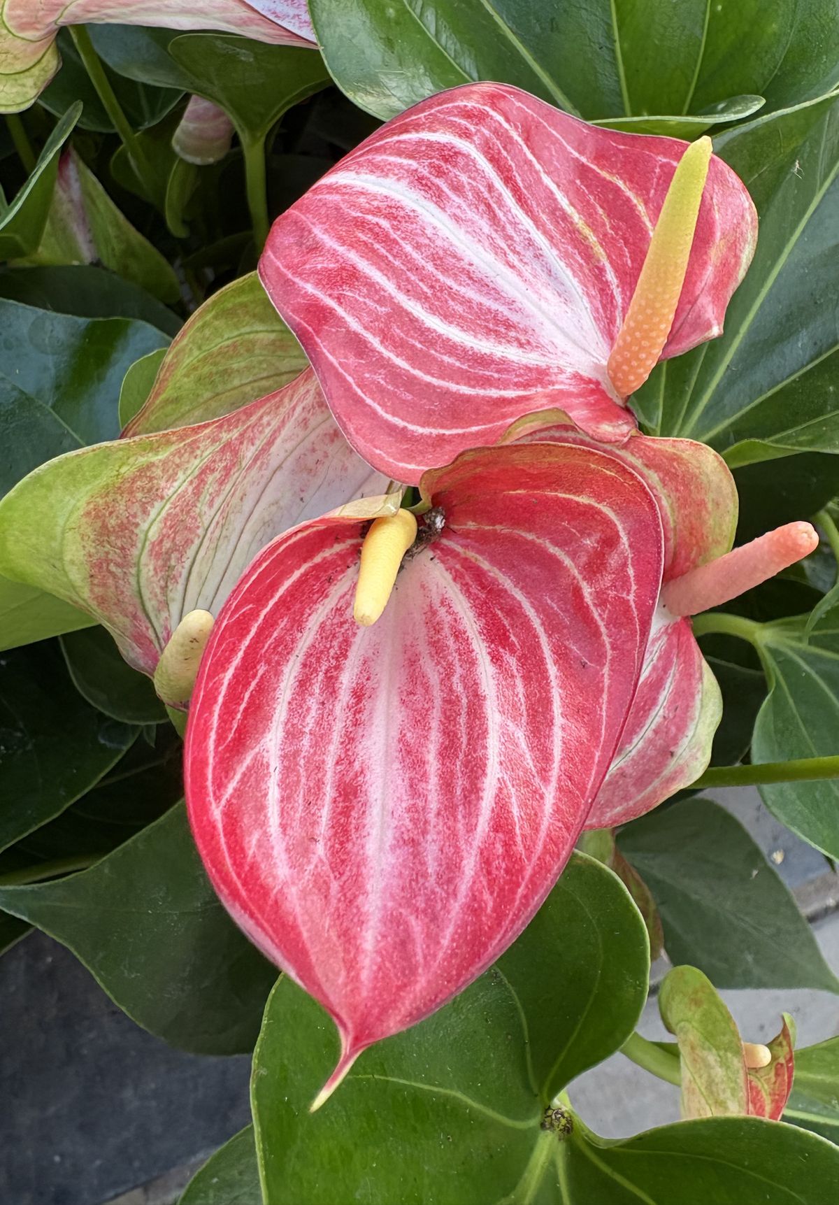 Anthurium