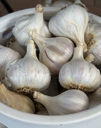 Fall Garlic