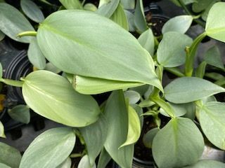 silver sword philodendron