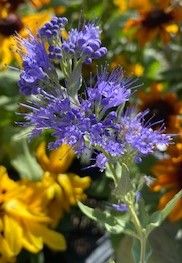 IMG_6662.jpg