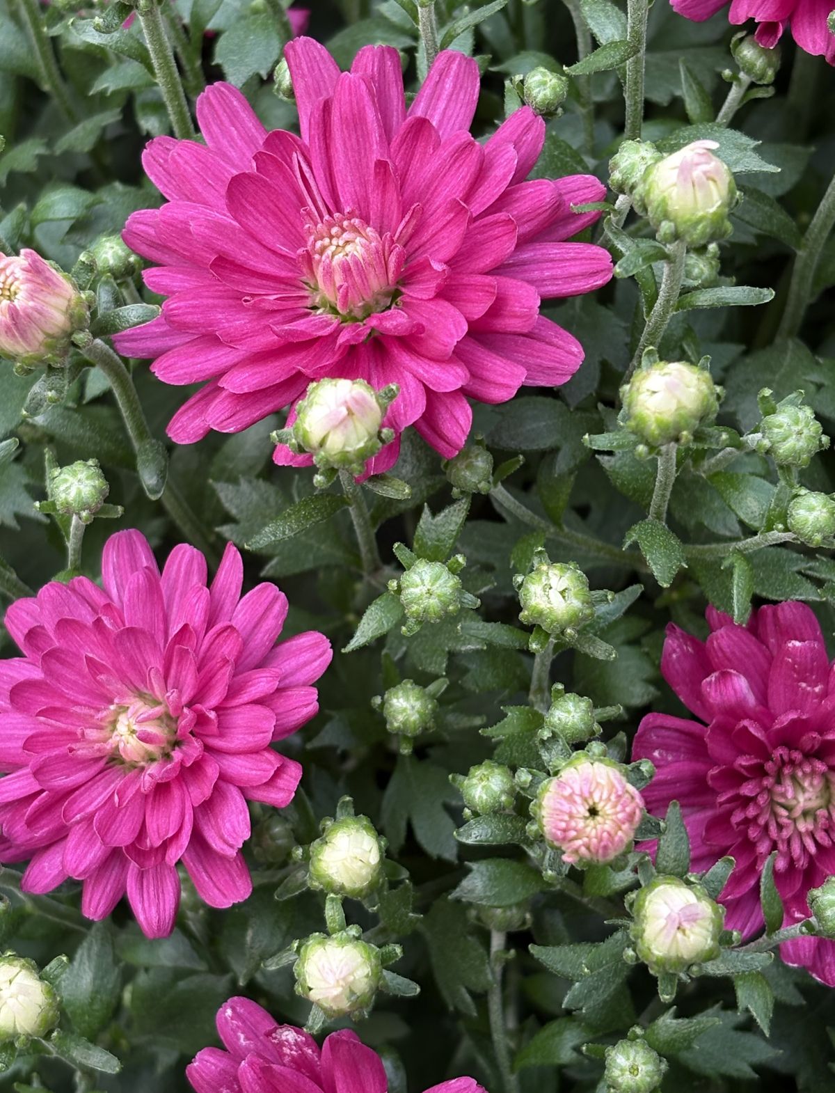 Chrysanthemum