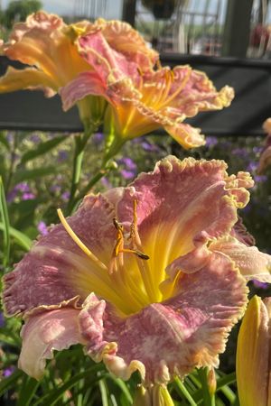 Daylily