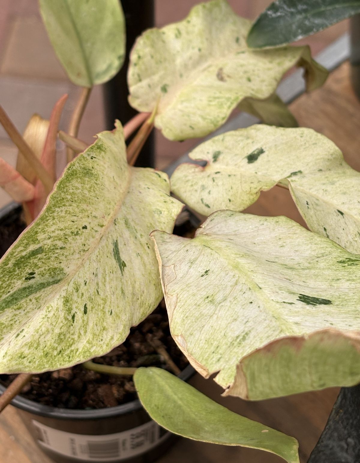 Snowdrift Philodendron