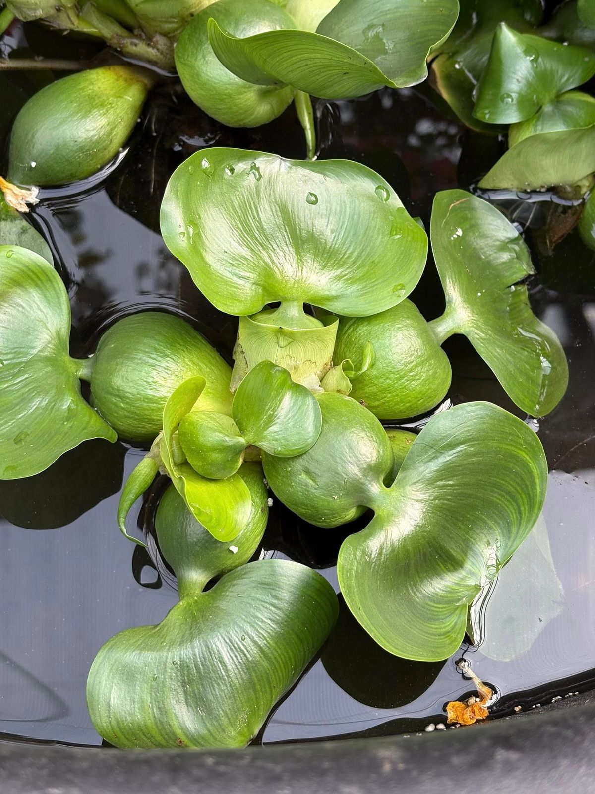 water hyacinth