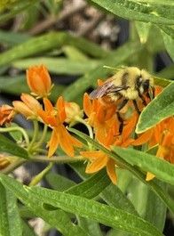 Pollinator Plants