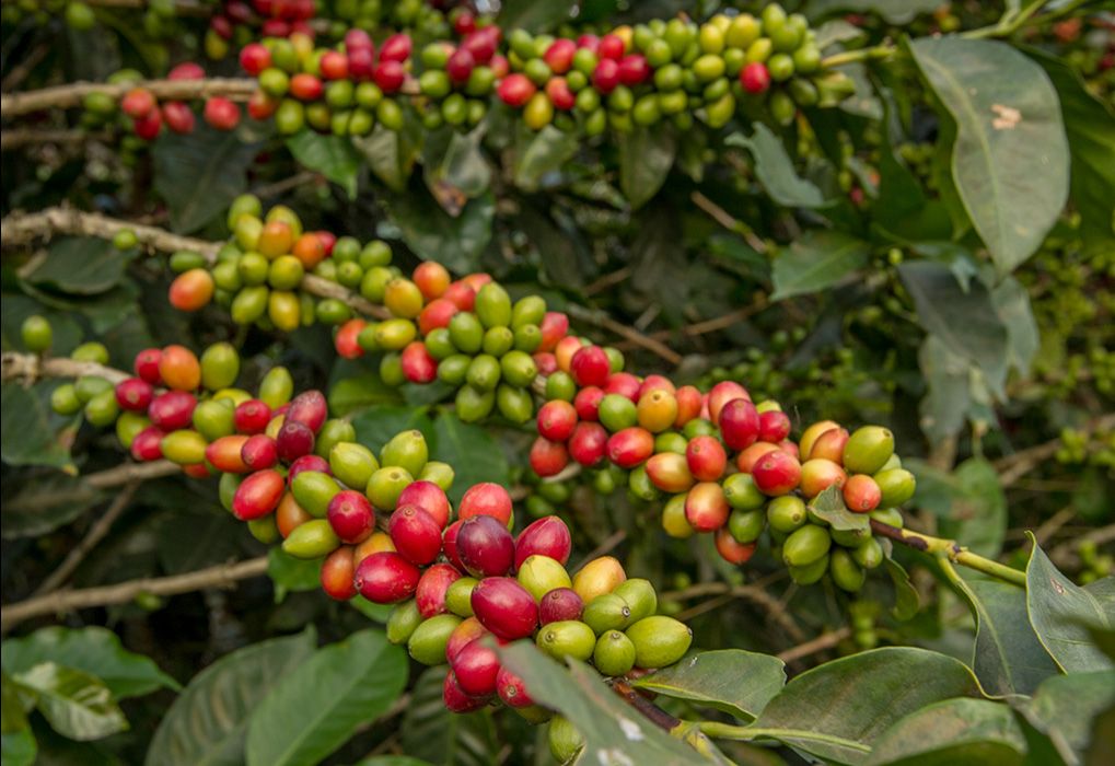 coffee plant on farm