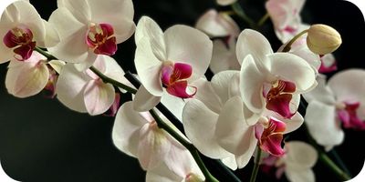 orchids