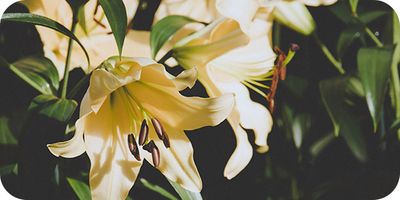 lilies in dramatic lighting