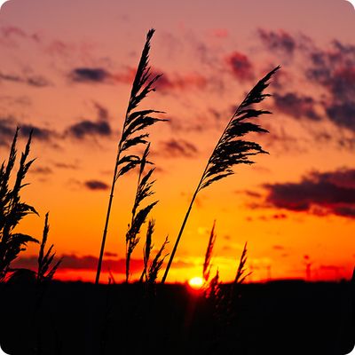 wheat stalks in silhouette against sunset