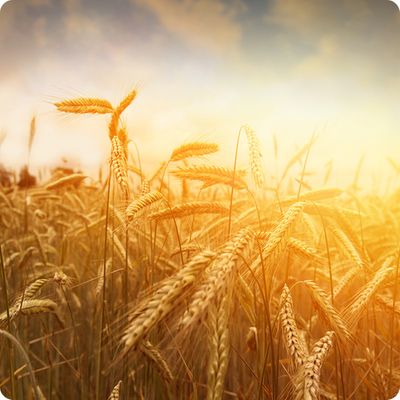 wheat stalks against sunset