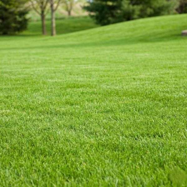 A vibrant and healthy green backyard lawn showing the benefits of a properly maintained septic system.