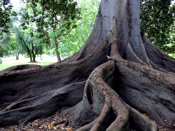 Tree with long roots