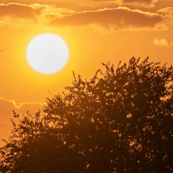 hot texas sun over tree silhouette