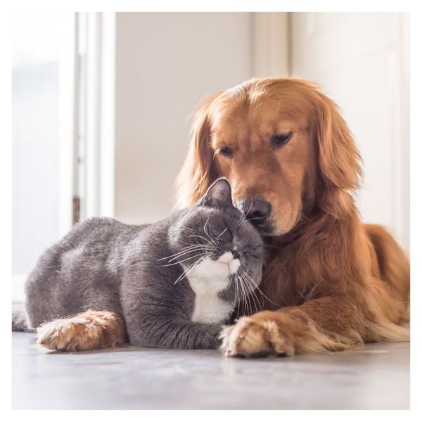 cat and dog