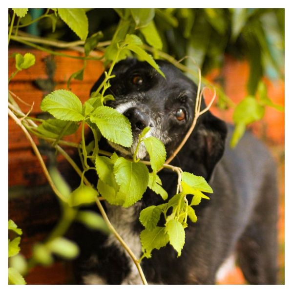 dog and plant