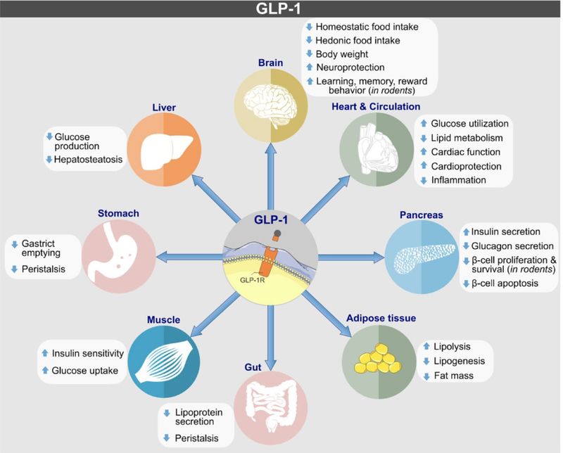 glp 1 meds list The New Weight Management Meds