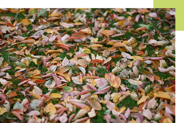 Yard full of leaves