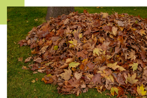 Pile of leaves