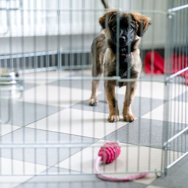 A puppy in an enclosed area at home