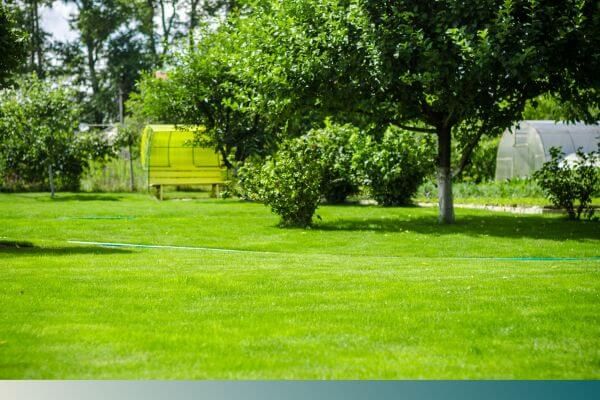green, lush grass green, lush grass