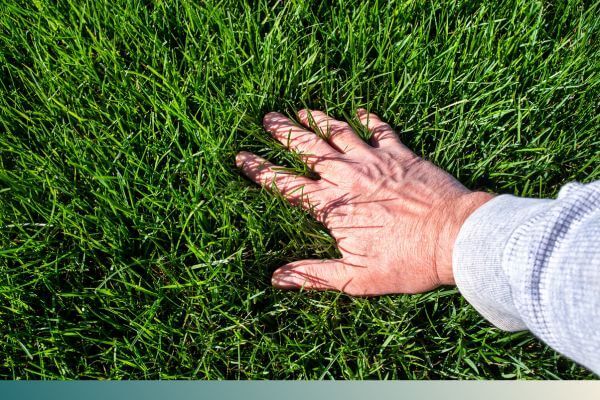 person running hand through green grass person running hand through green grass
