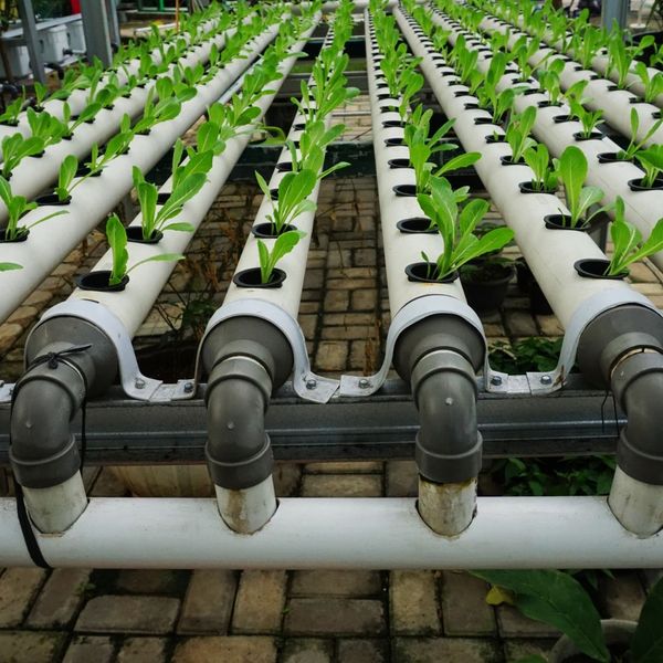 Hydroponic garden