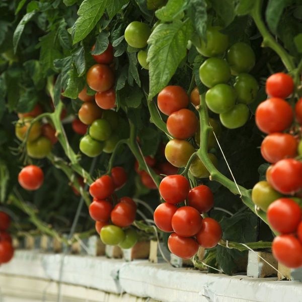 Tomato plants