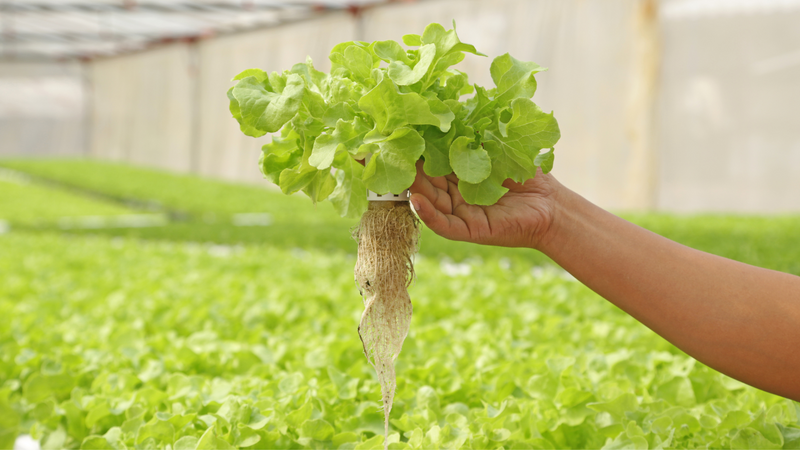 Revolutionizing Hydroponics - Featured Image.png