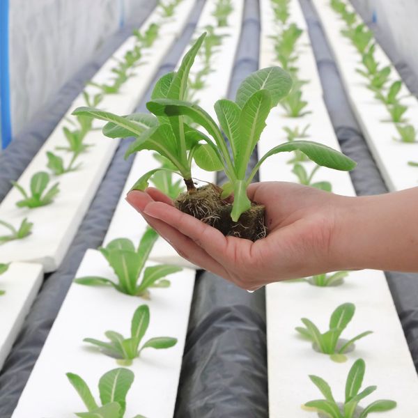 Revolutionizing Hydroponics - Image 1.jpg