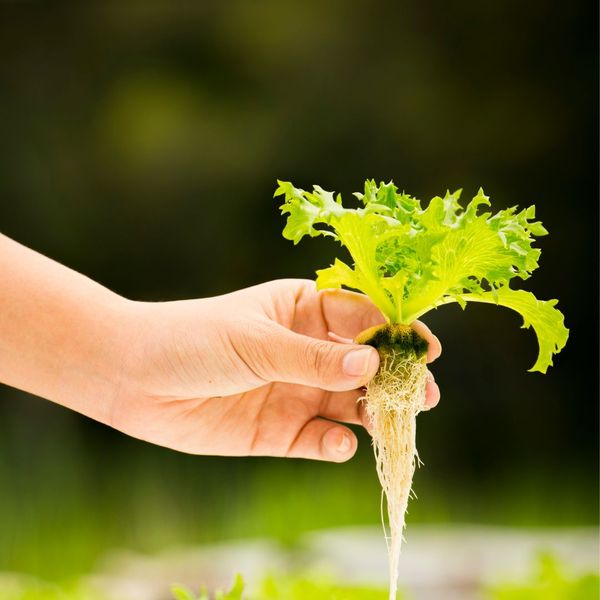 Revolutionizing Hydroponics - Image 4.jpg