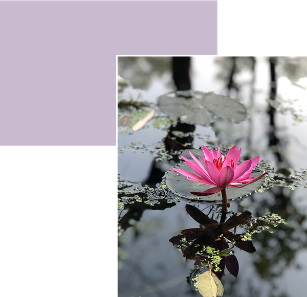 Lotus flower in pond