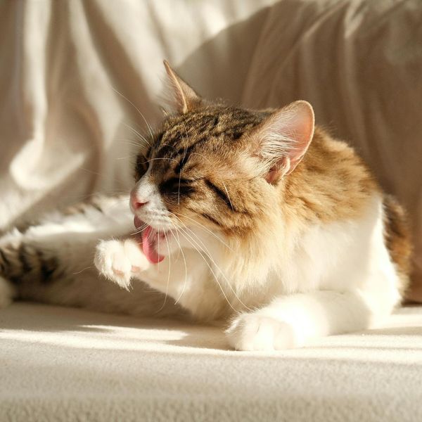 a cat licking its paw Is Laser Therapy Right for Your Pet (3).jpg