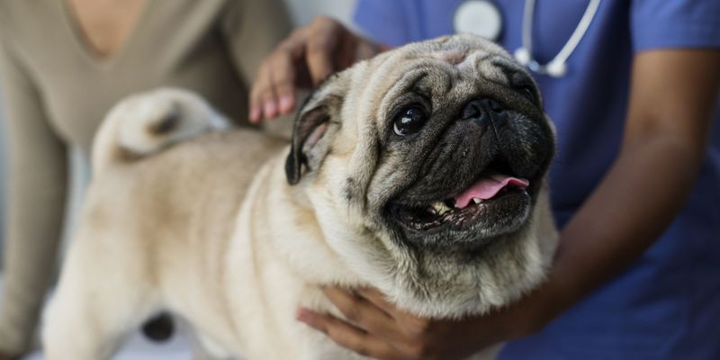 Hero Signs Your Pet Needs Urgent Care.jpg