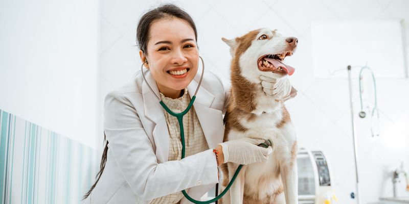 a vet listening to a dogs heart Is Laser Therapy Right for Your Pet Hero.jpg