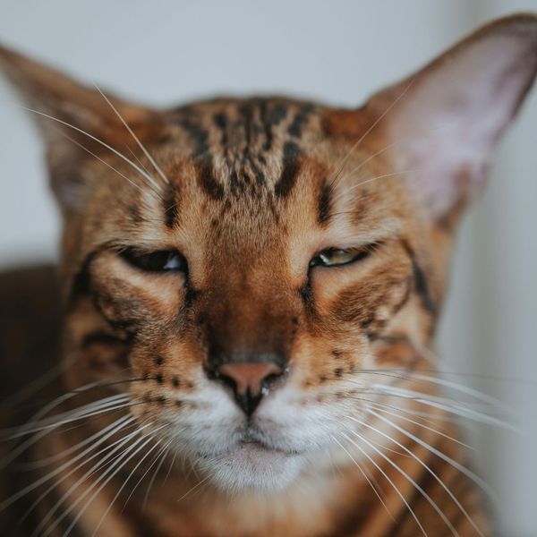 cat looking very lethargic