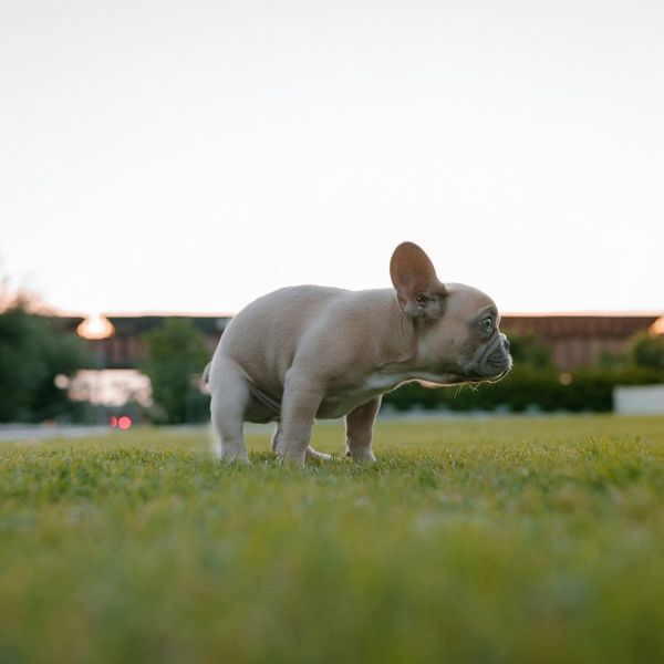 dog frequently going outside to go to the bathroom