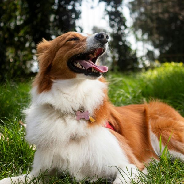 a dog relaxing in the grass Is Laser Therapy Right for Your Pet (4).jpg