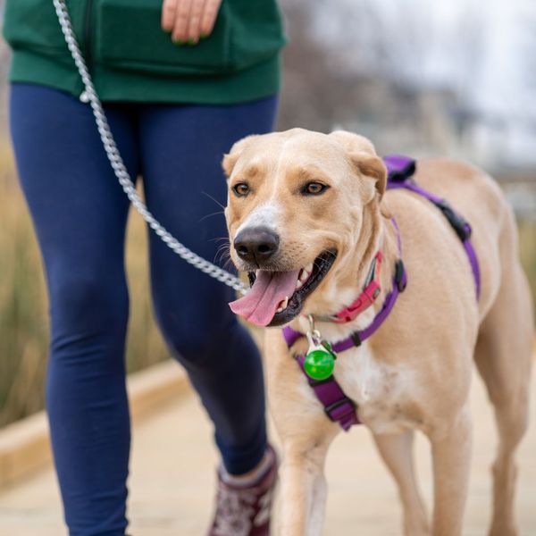 a dog walking on a leash Is Laser Therapy Right for Your Pet.jpg