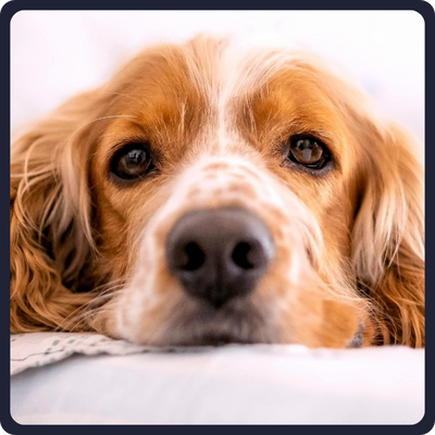 Laser therapy services.