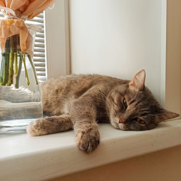 a cat laying in a window Is Laser Therapy Right for Your Pet (2).jpg