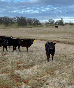 OUTWEST BEEF OUR FARM CATTLE