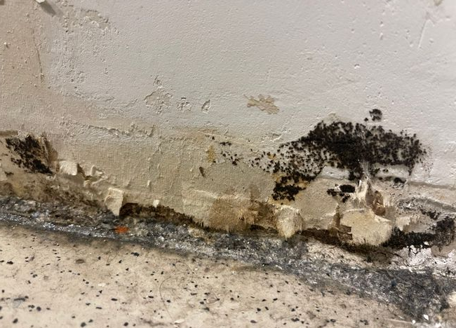 Mold inspection