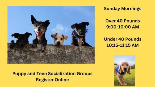 small_Puppy_and_Teen_Socialization_Groups_e1b3be239b.jpg
